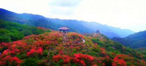 大围山杜鹃花5月8日全面盛开，花海已来，错过一次再等一年！