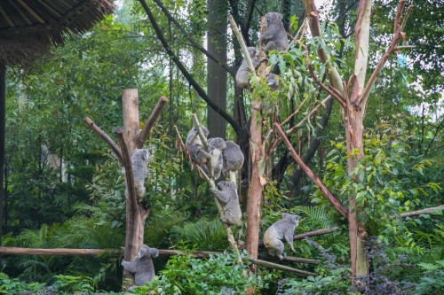 保护生物多样性，长隆集团在行动